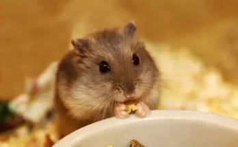 Kreatív és izgalmas hörcsög nevek