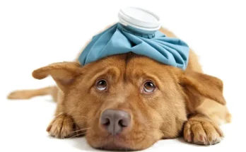 Mit tegyek, ha a kutyám hány vagy hasmenése van?