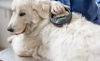 Hogyan kell átíratni egy kutya chipjét